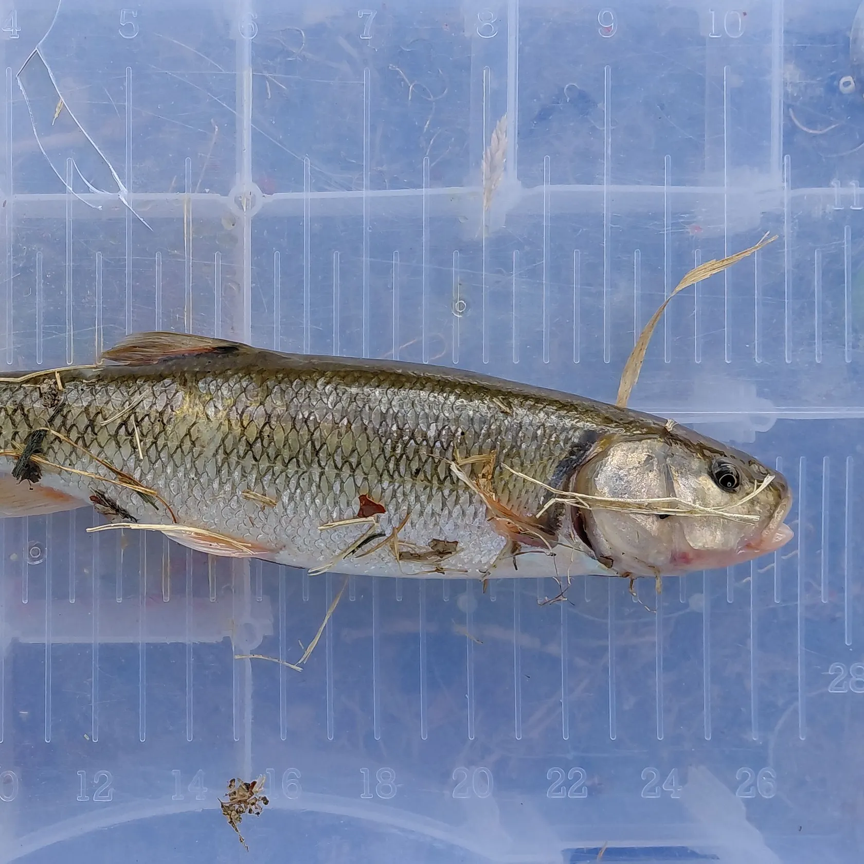 The most recent Hornyhead chub catches on Fishbrain