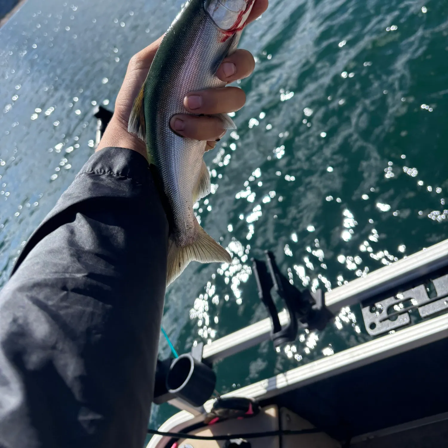 Kokanee salmon caught on Fishbrain