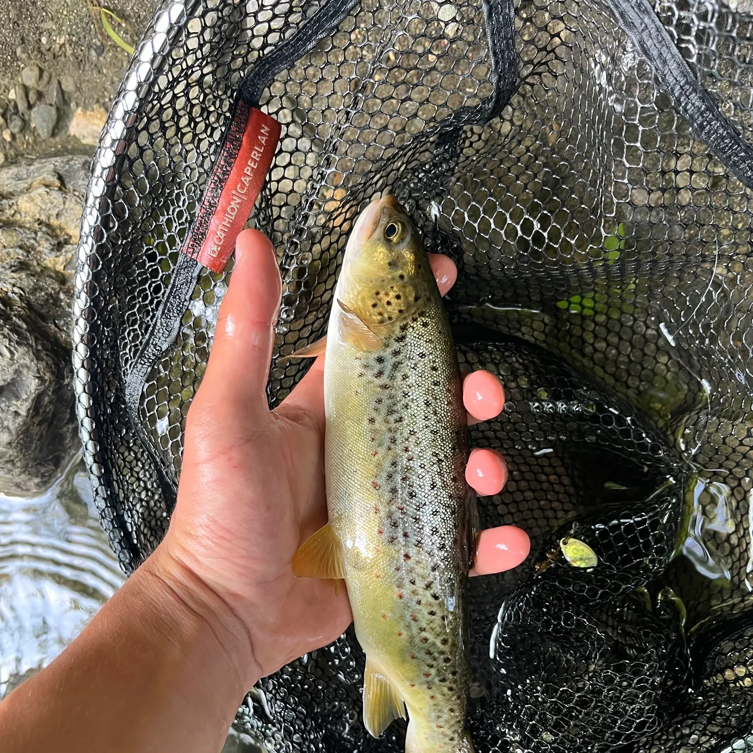 Brown trout caught on Fishbrain