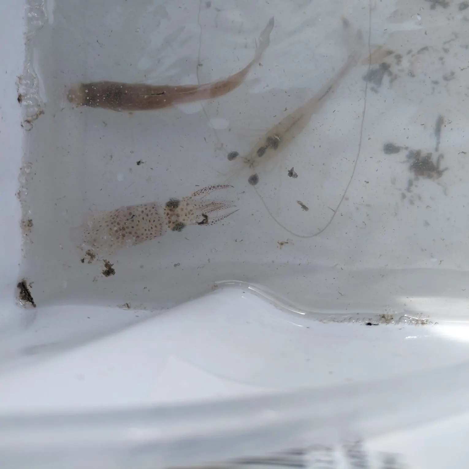 The most recent Longfin inshore squid catches on Fishbrain