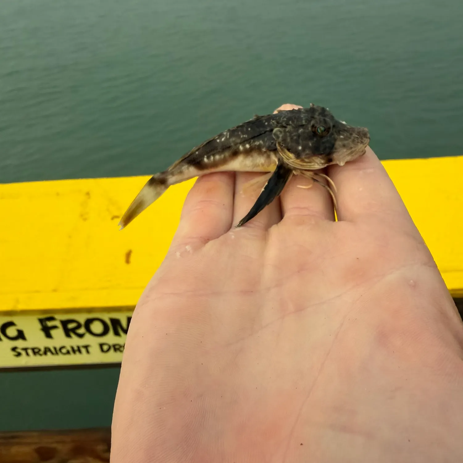 The most recent Bighead searobin catches on Fishbrain