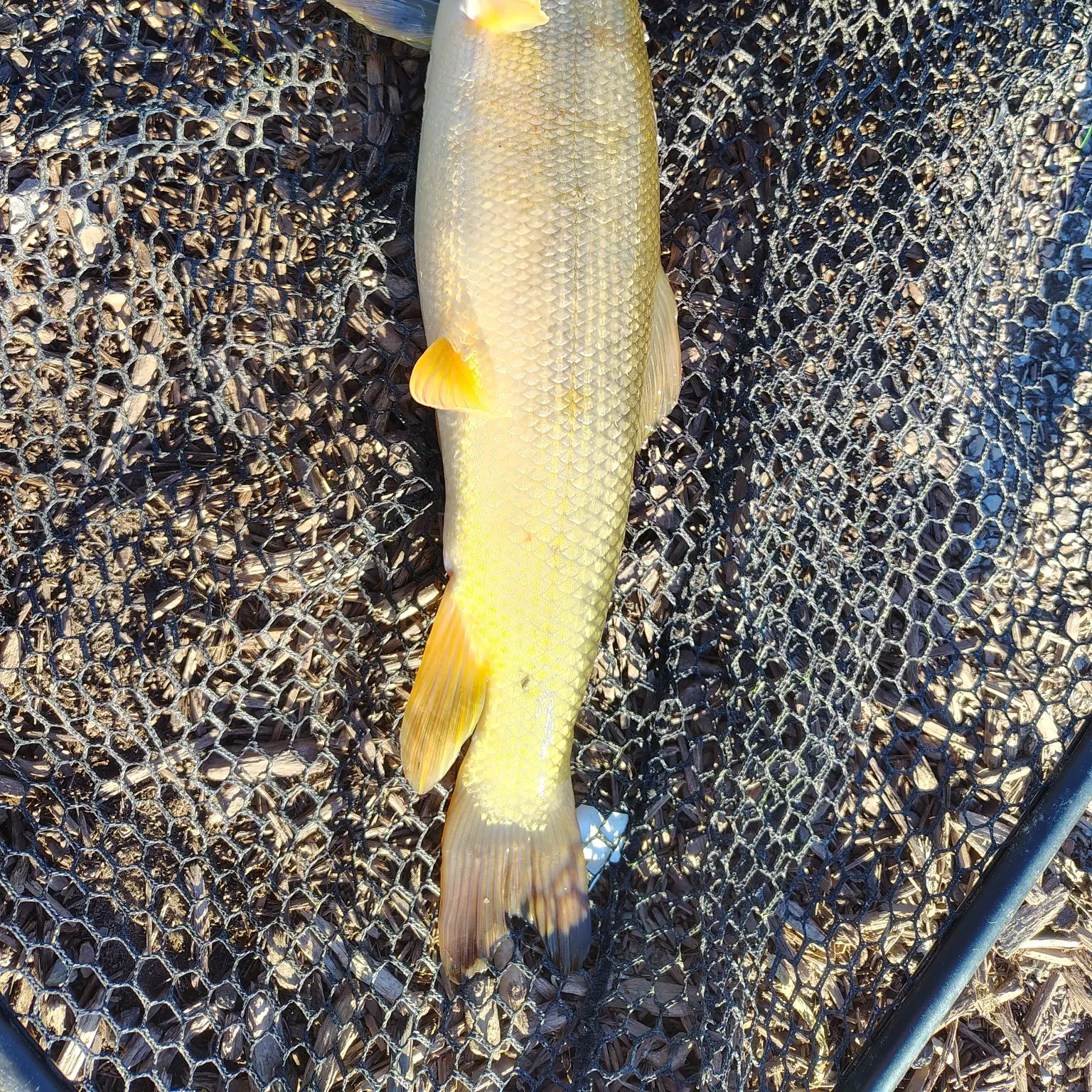 White sucker caught on Fishbrain