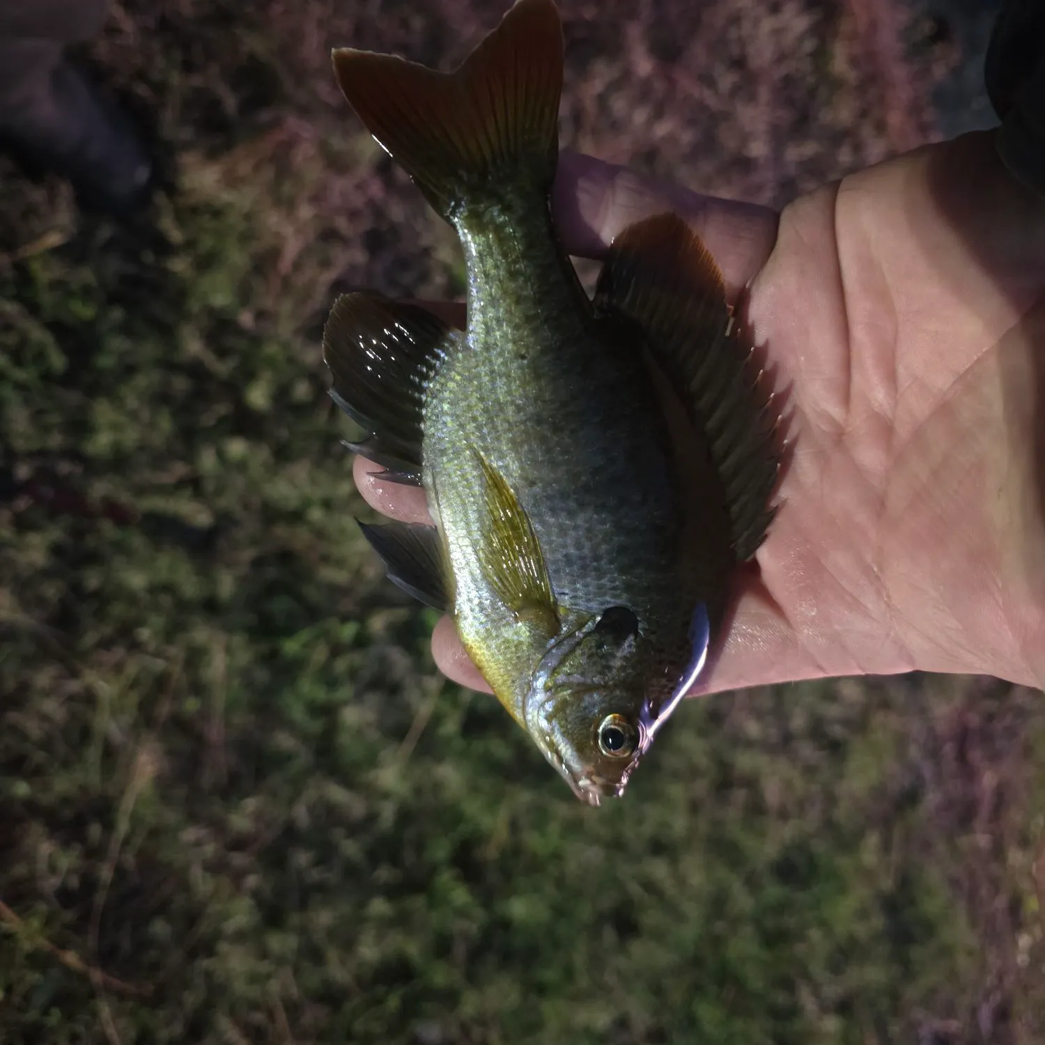The most recent Bluegill catches on Fishbrain