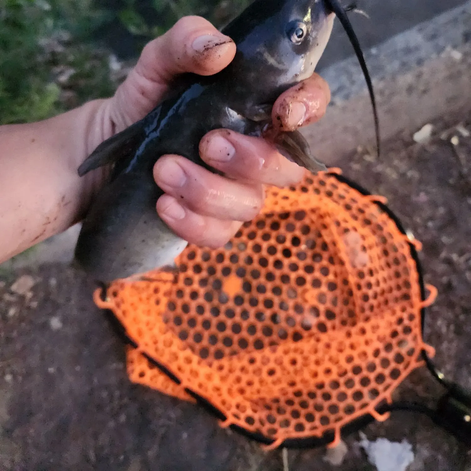 catch