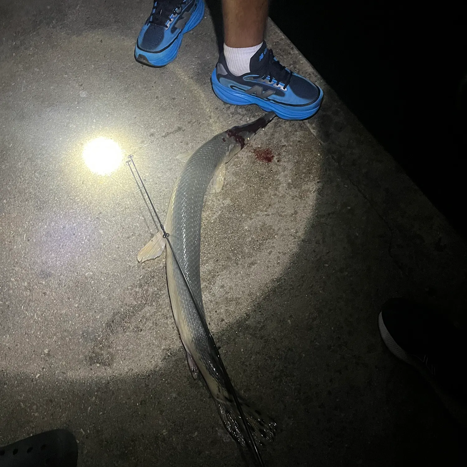 Spotted gar caught on Fishbrain