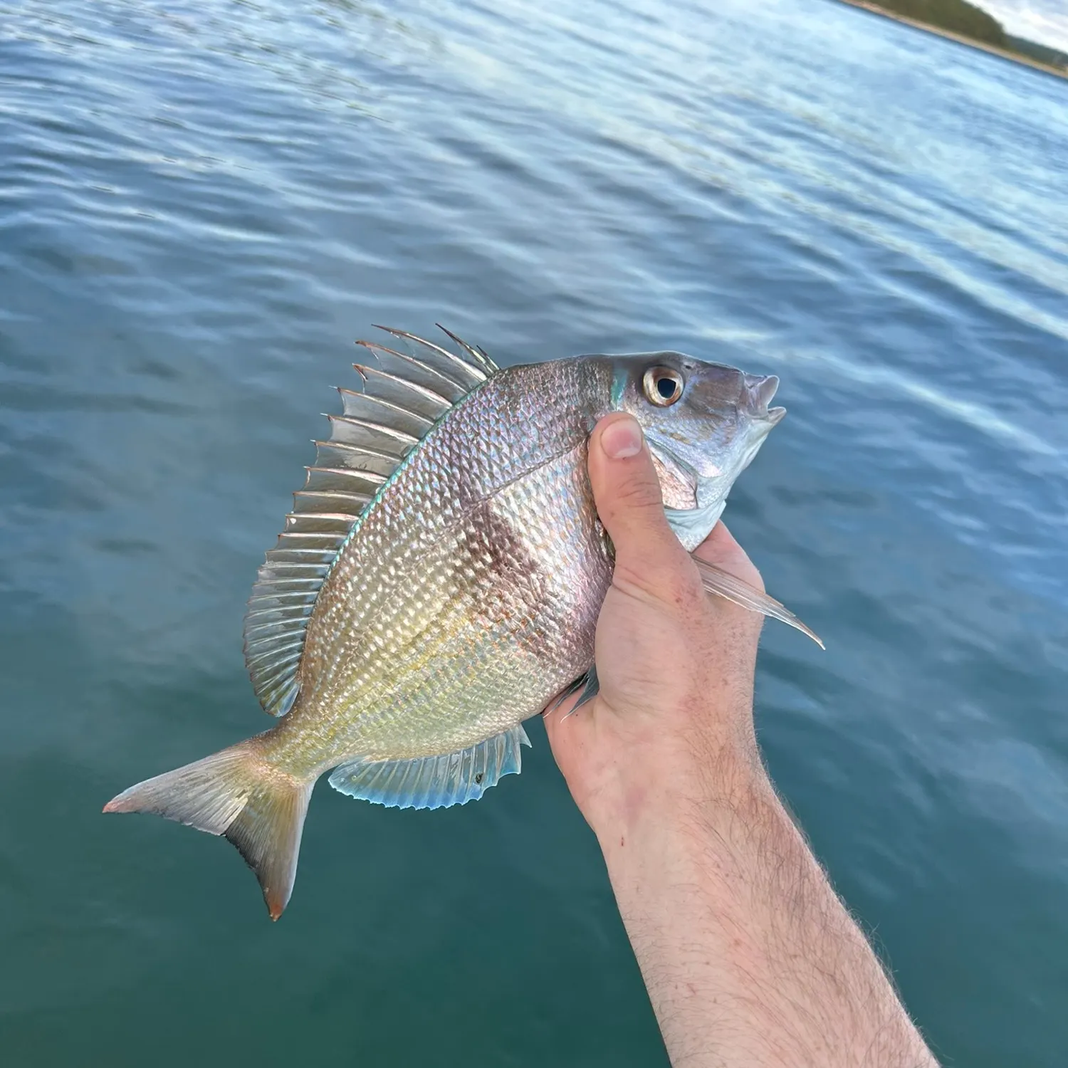 The most recent Scup catches on Fishbrain