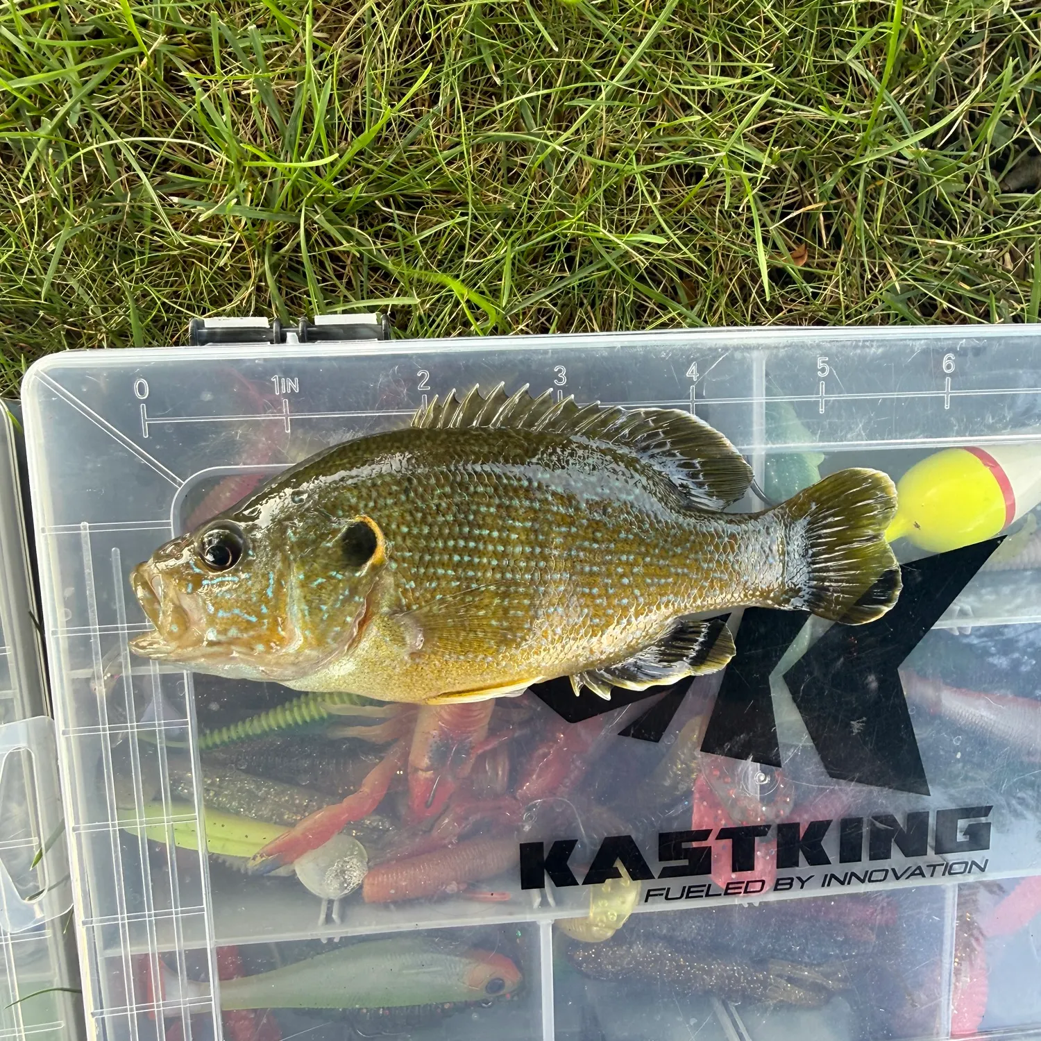 Green sunfish caught on Fishbrain