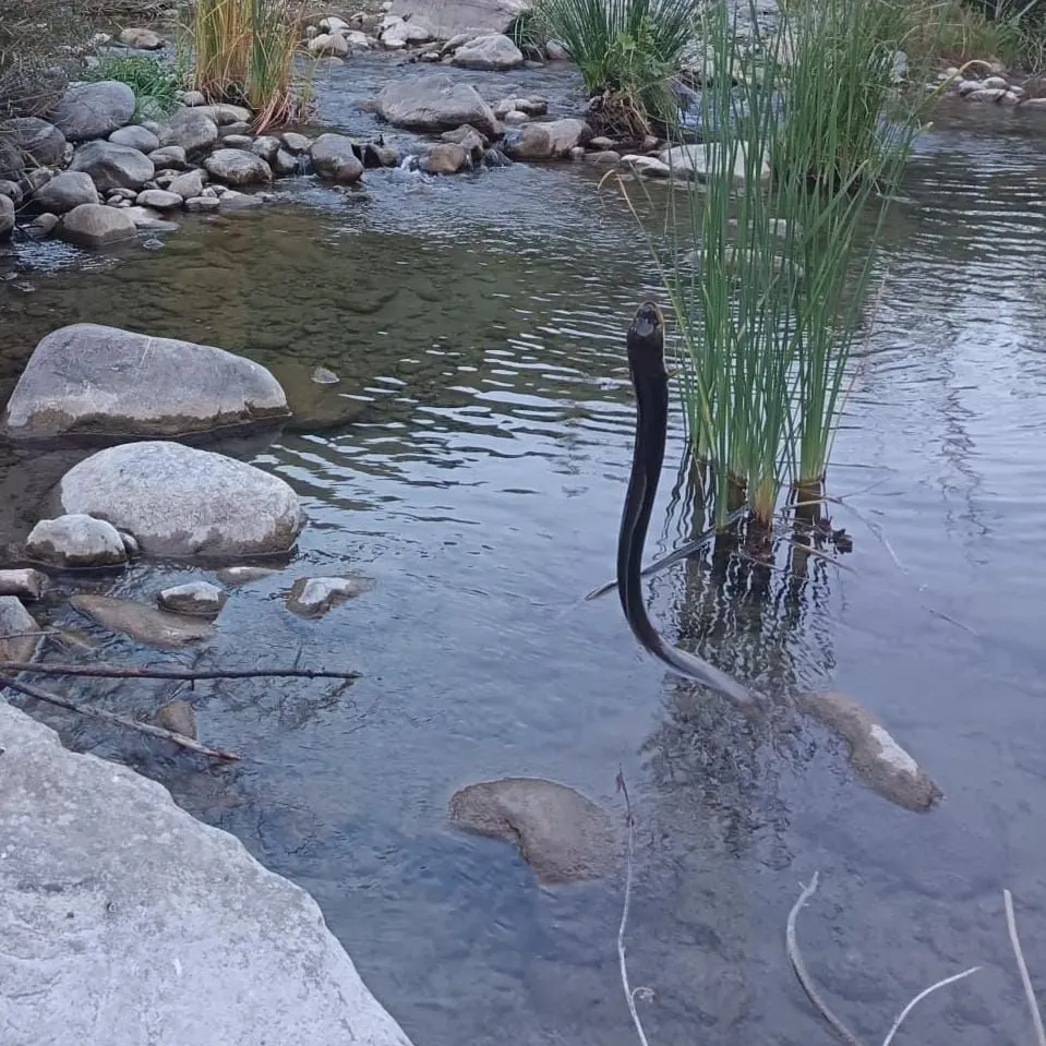 The most recent European eel catches on Fishbrain