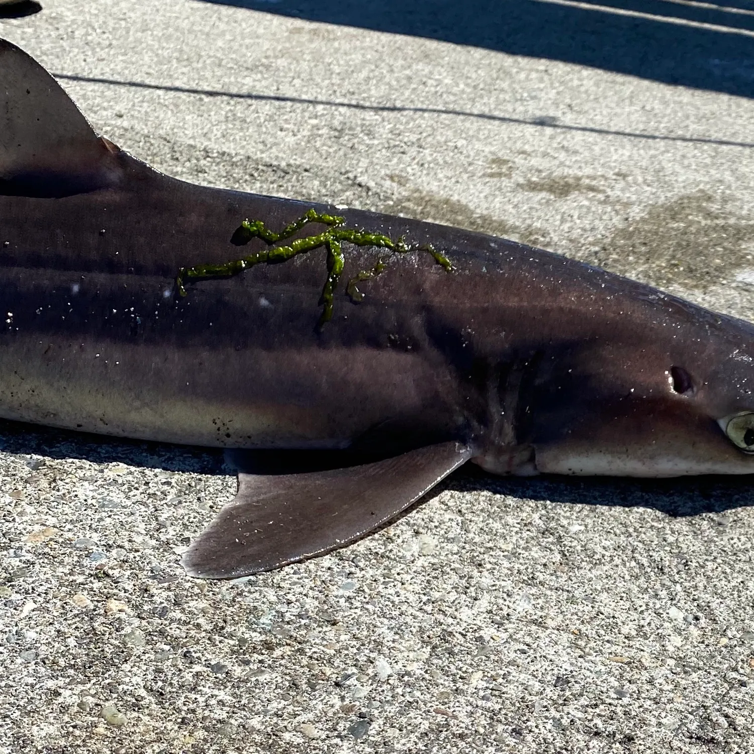 The most recent Pacific spiny dogfish catches on Fishbrain