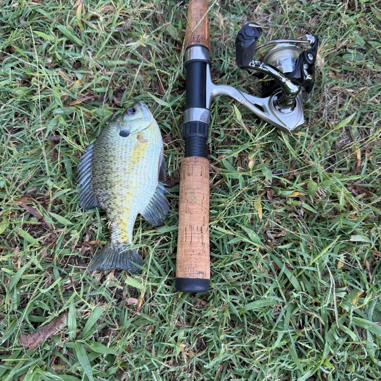 Bluegill caught on Fishbrain