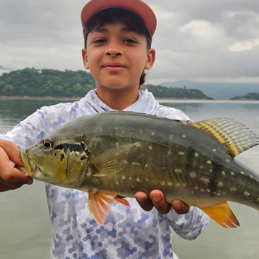 The most recent Speckled peacock bass catches on Fishbrain