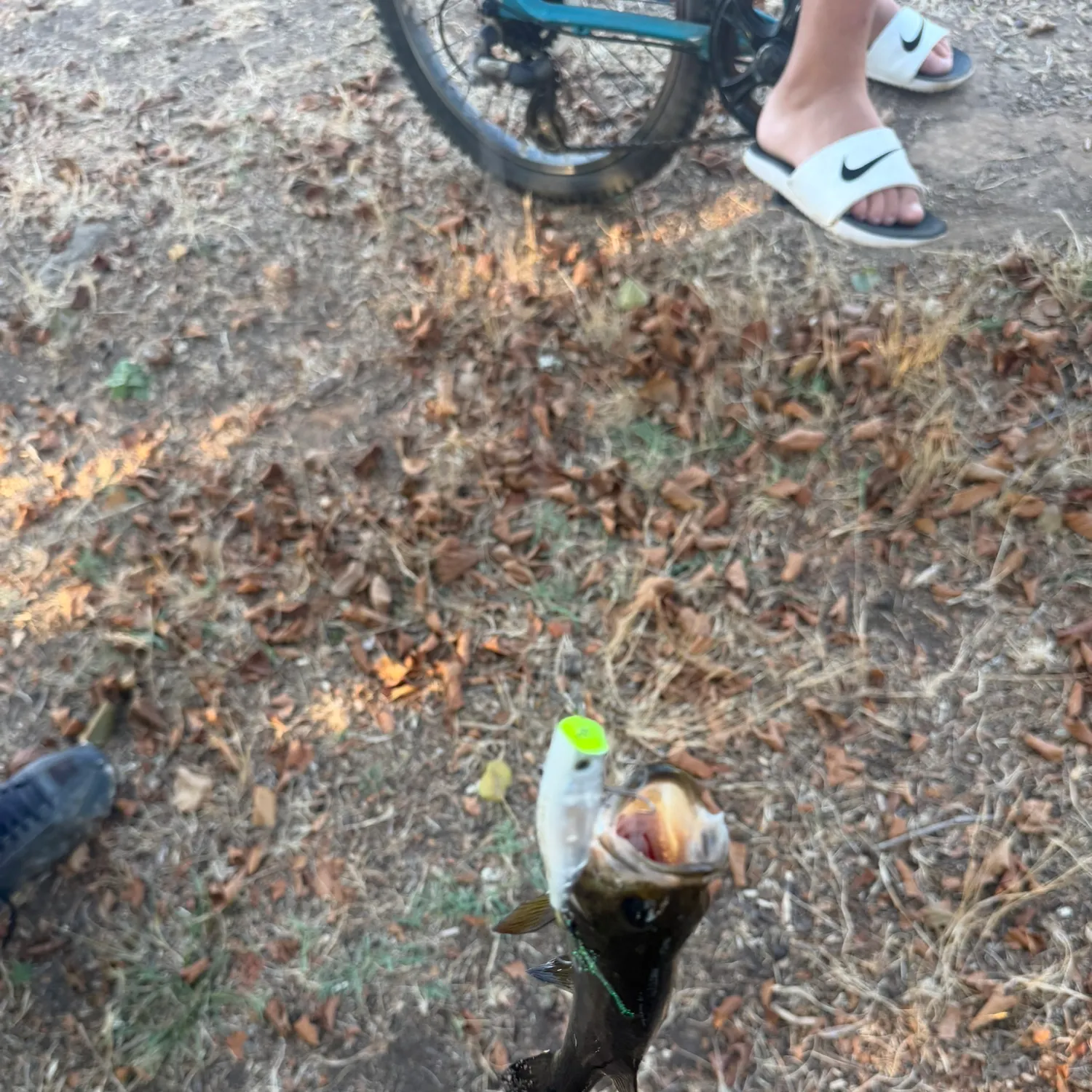 Fish caught on Fishbrain