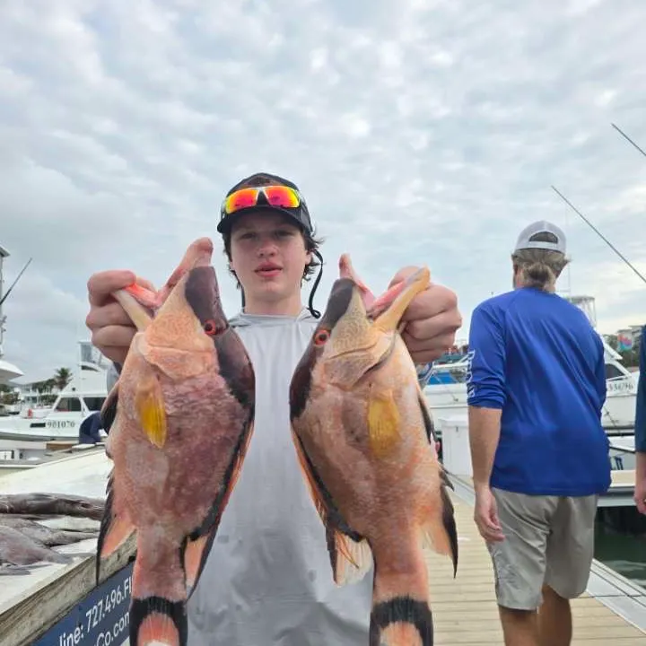 The most recent Hogfish catches on Fishbrain