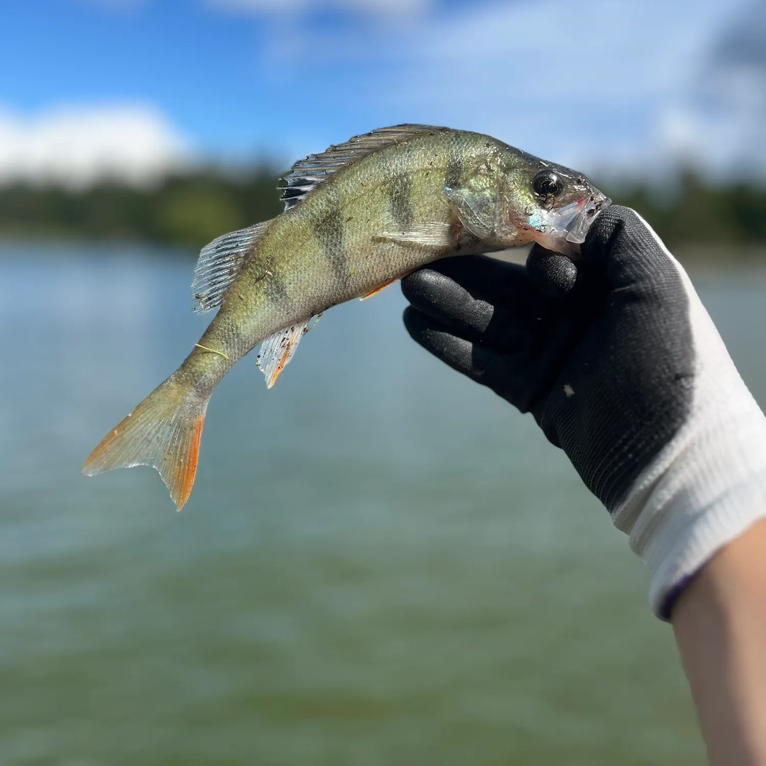 European perch caught on Fishbrain