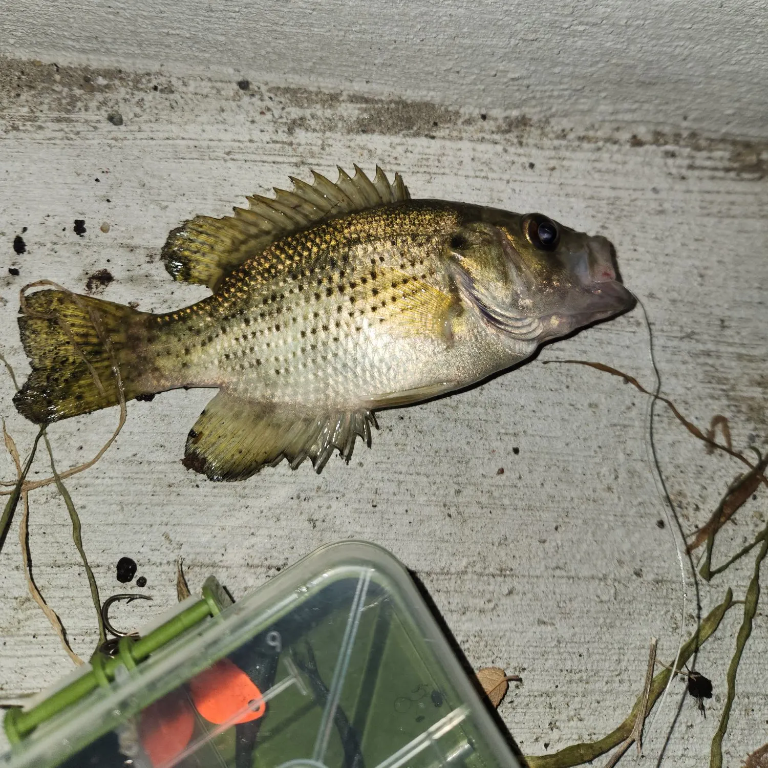 Rock bass caught on Fishbrain