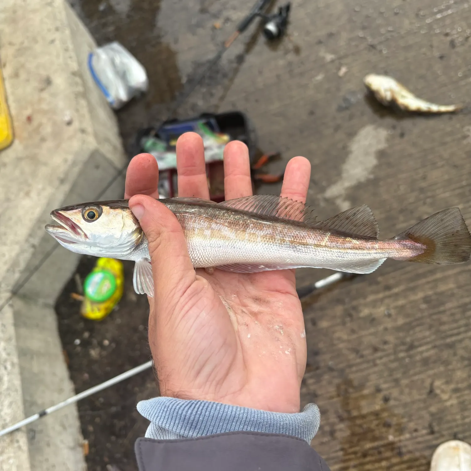 Silver hake caught on Fishbrain