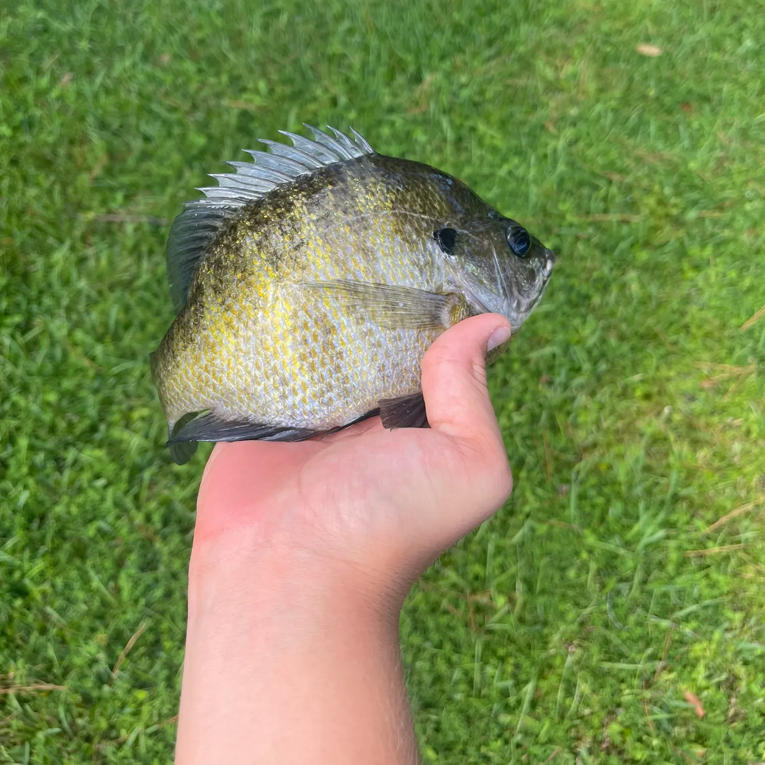 Bluegill caught on Fishbrain