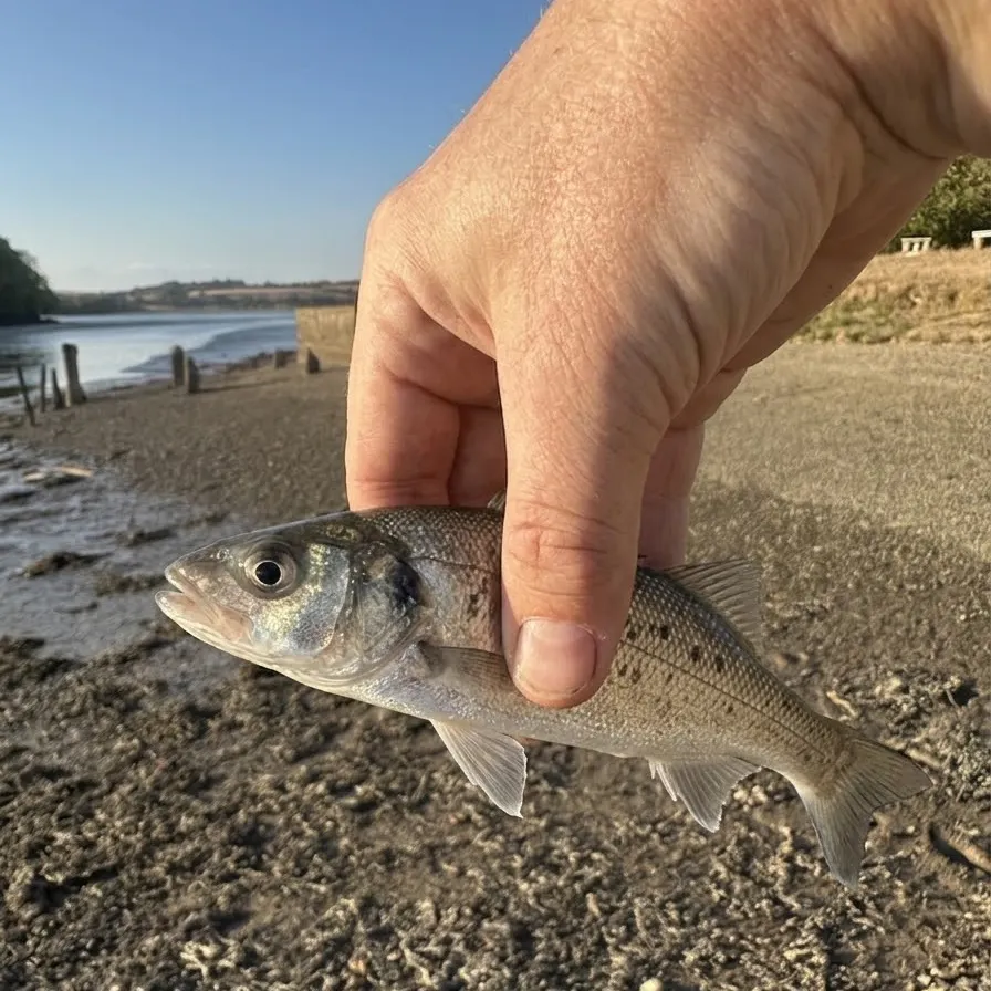 European seabass caught on Fishbrain