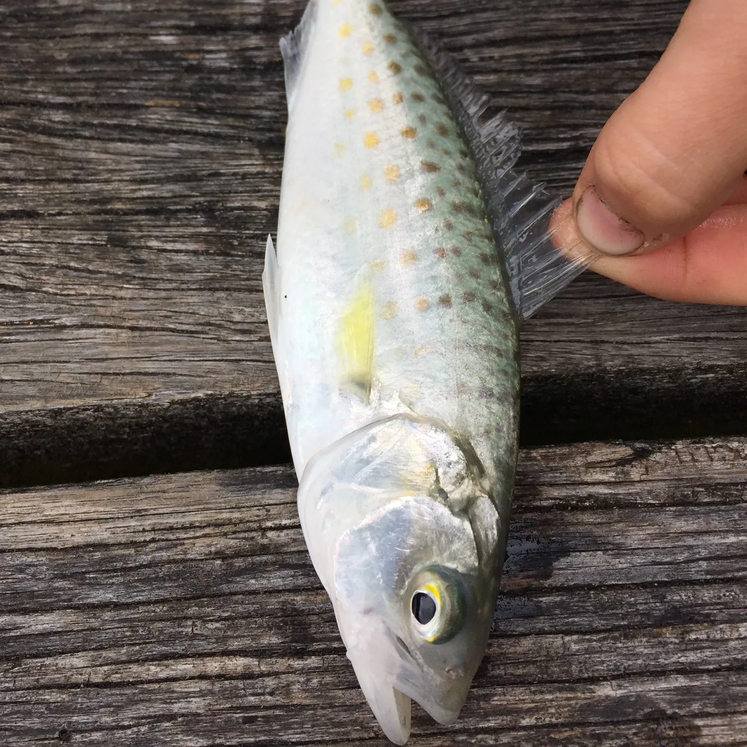 Eastern Australian salmon caught on Fishbrain