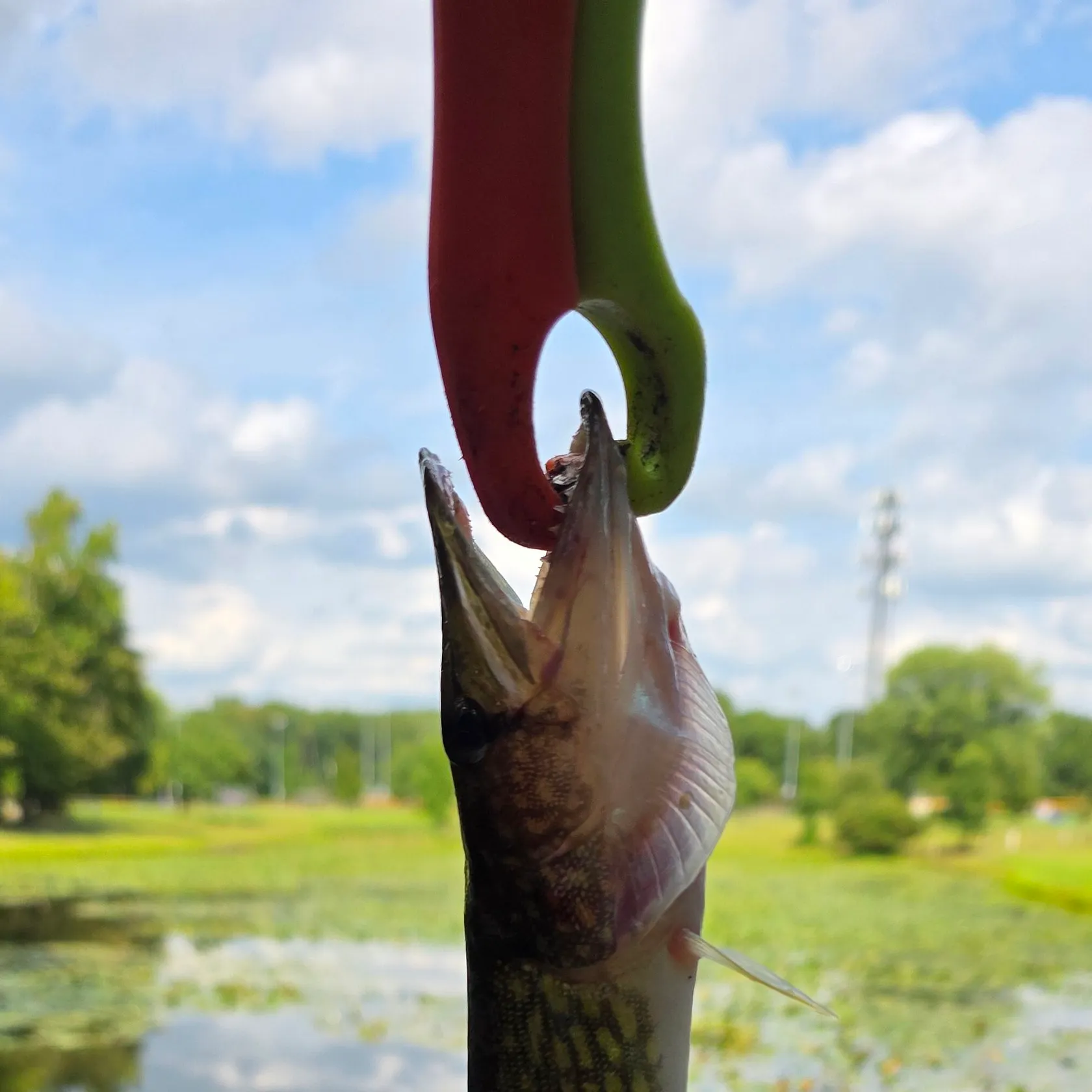 Chain pickerel caught on Fishbrain