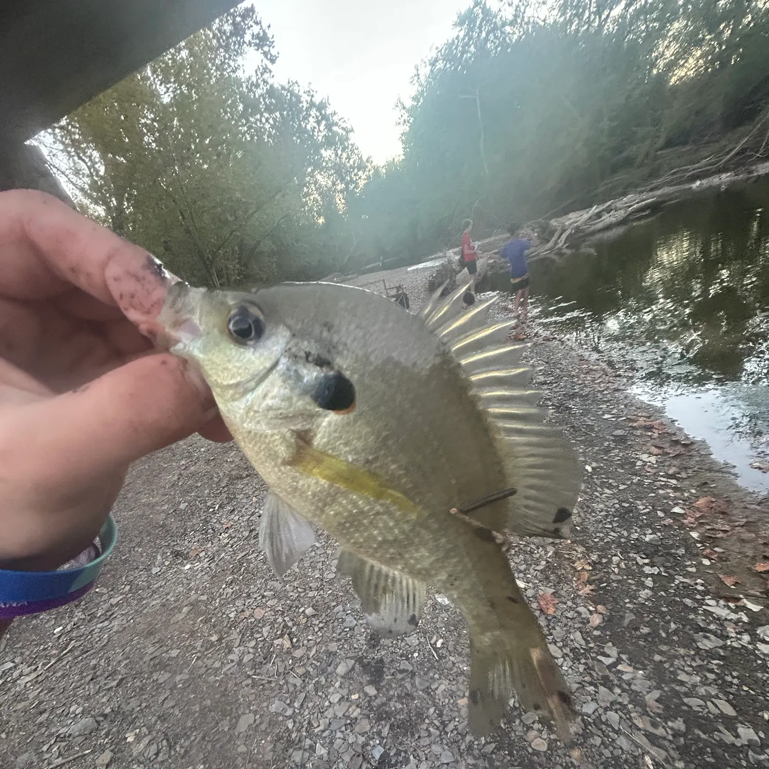 Bluegill caught on Fishbrain