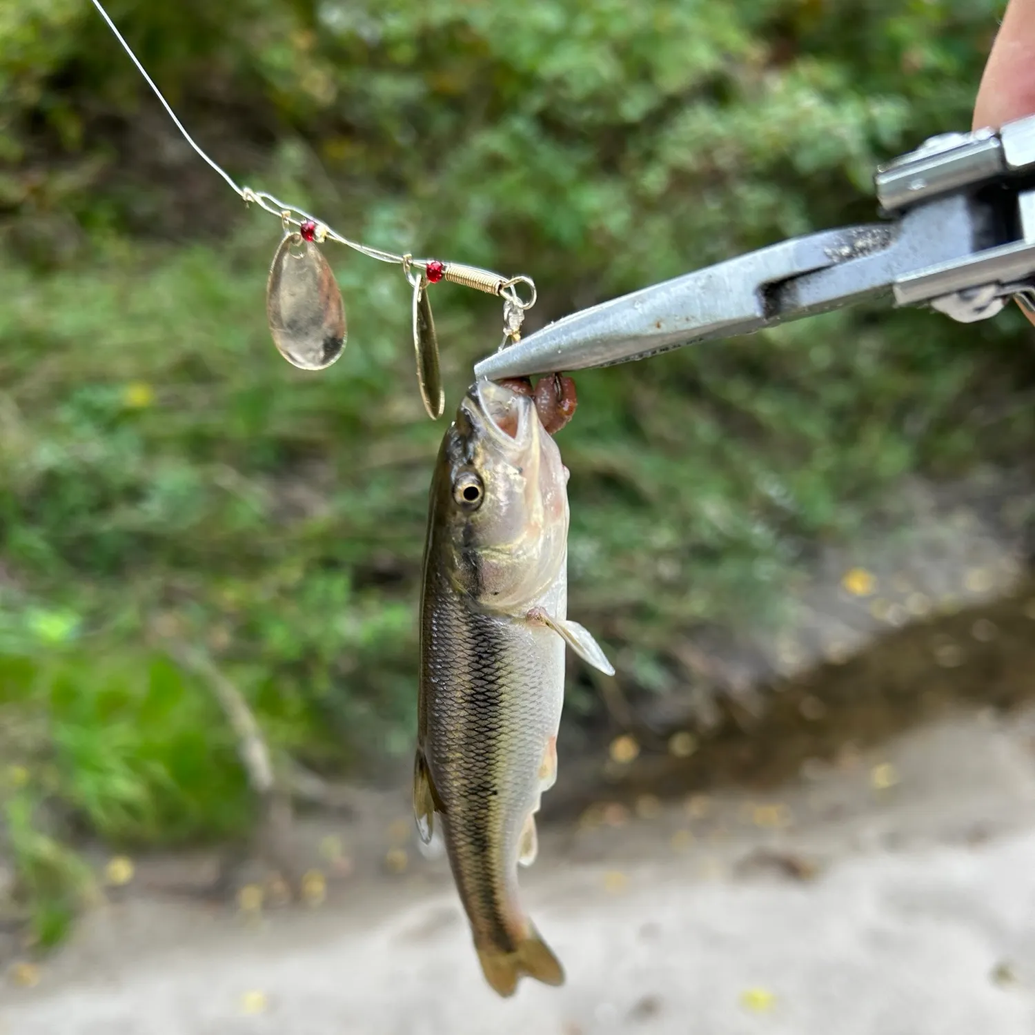 Creek chub caught on Fishbrain