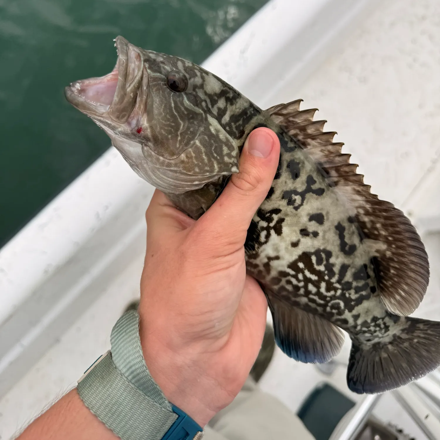 The most recent Gag grouper catches on Fishbrain