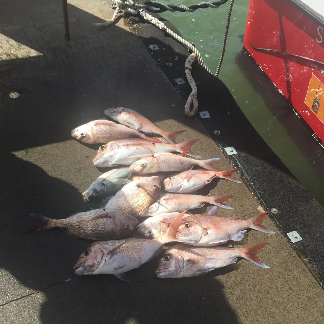 recently logged catches