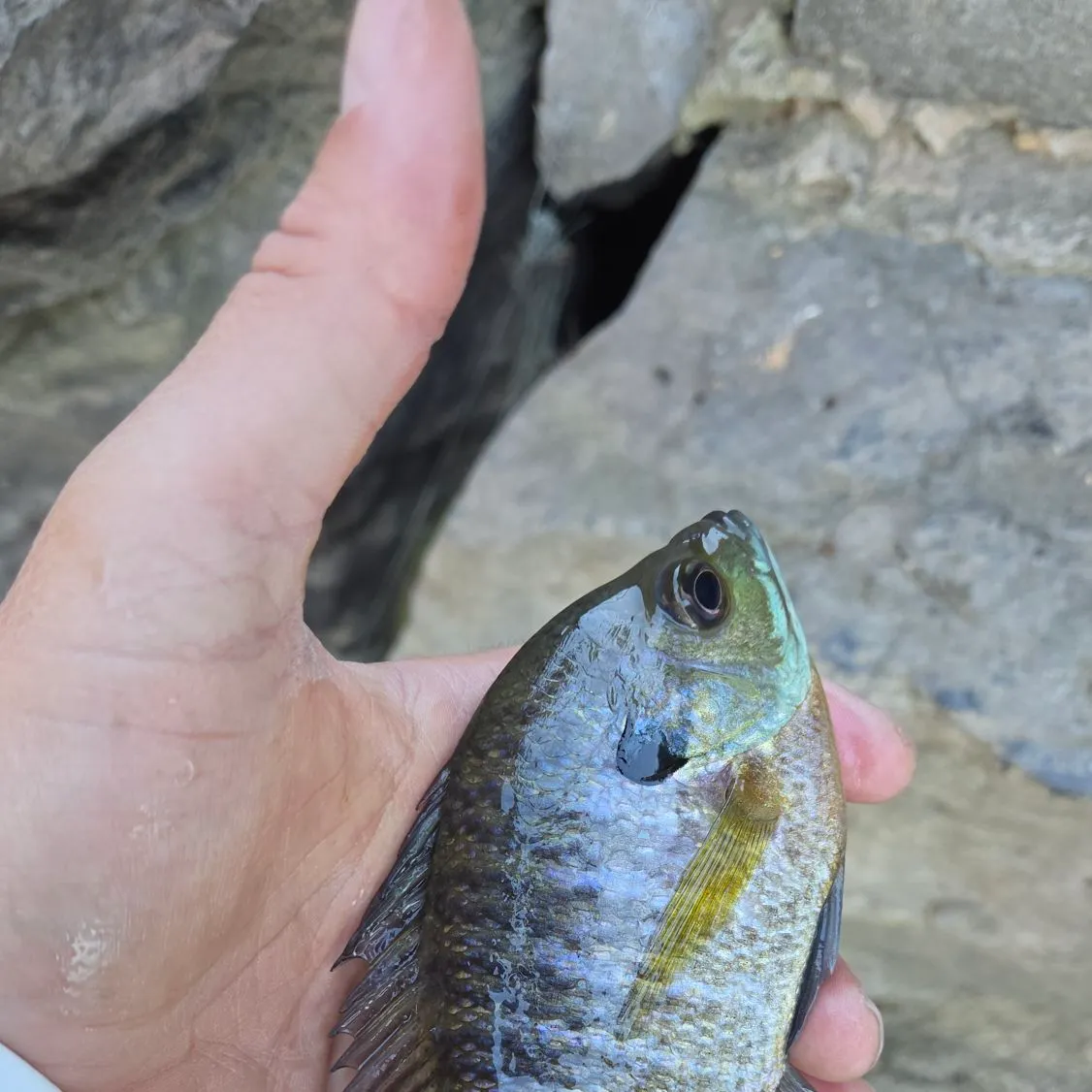 Bluegill caught on Fishbrain