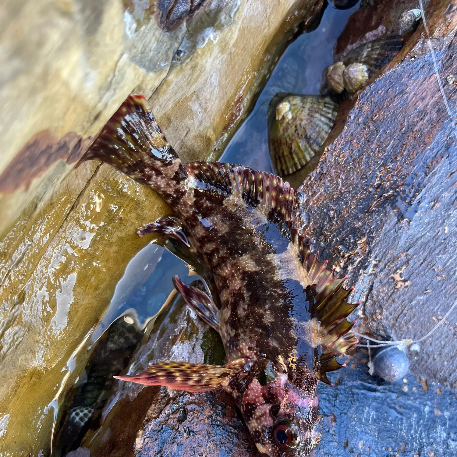 The most recent Eastern kelpfish catches on Fishbrain