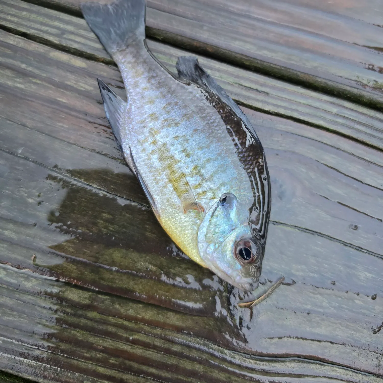 Bluegill caught on Fishbrain
