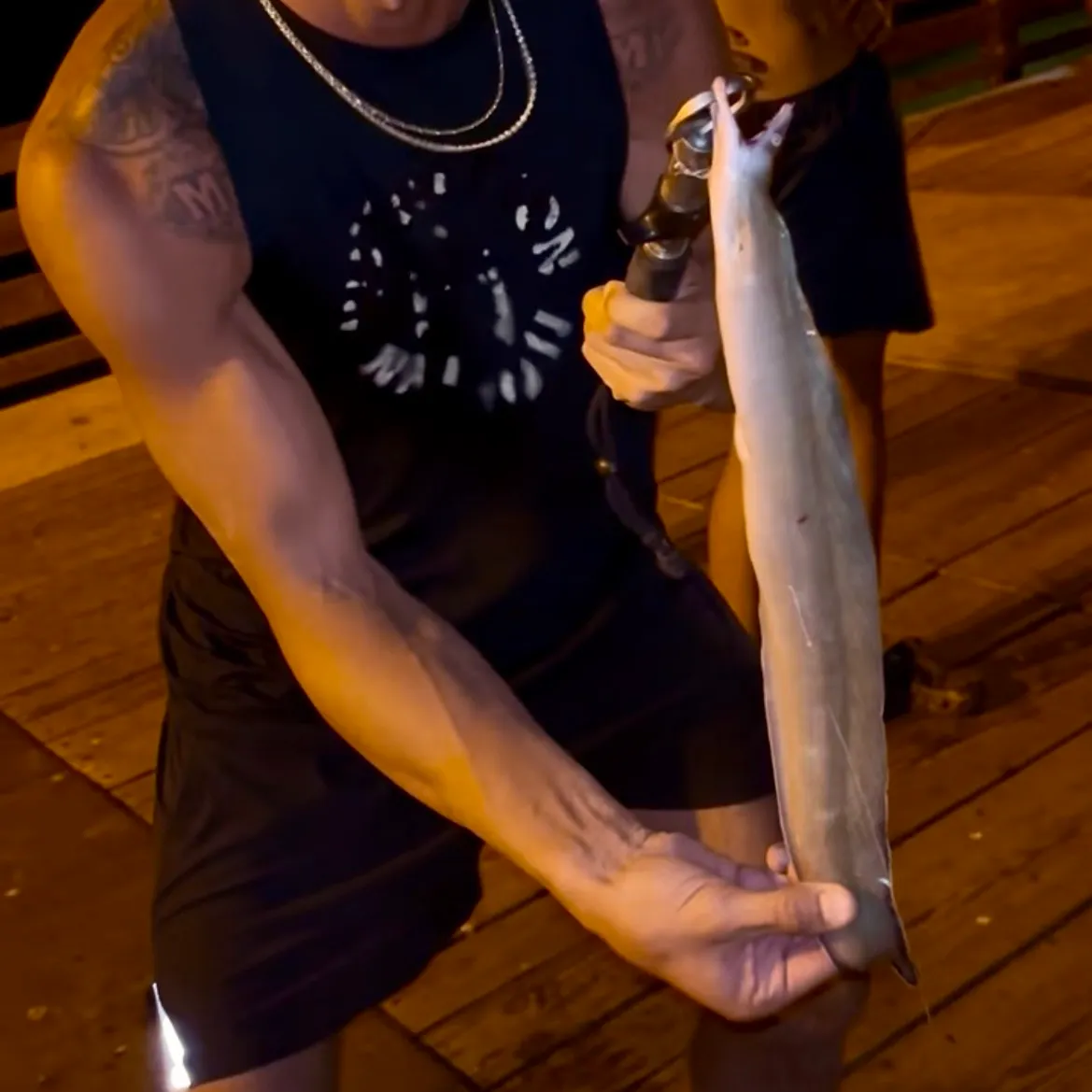 The most recent Green moray catches on Fishbrain