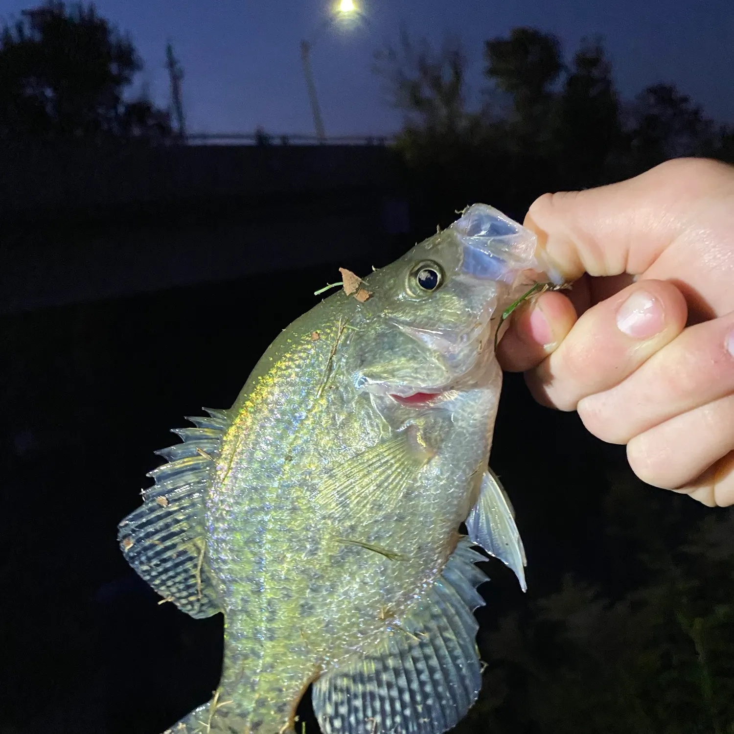 White crappie caught on Fishbrain