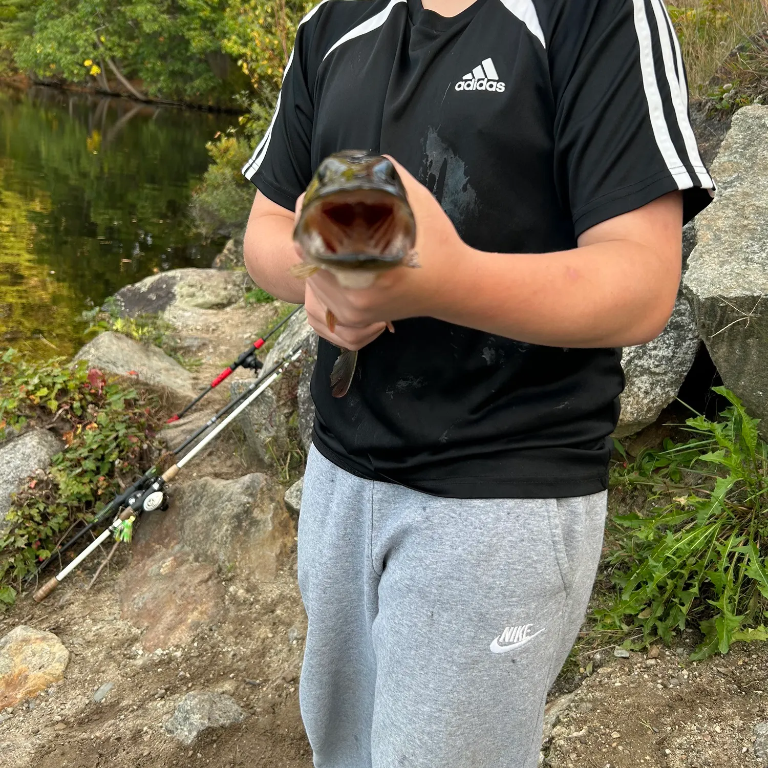 Chain pickerel caught on Fishbrain