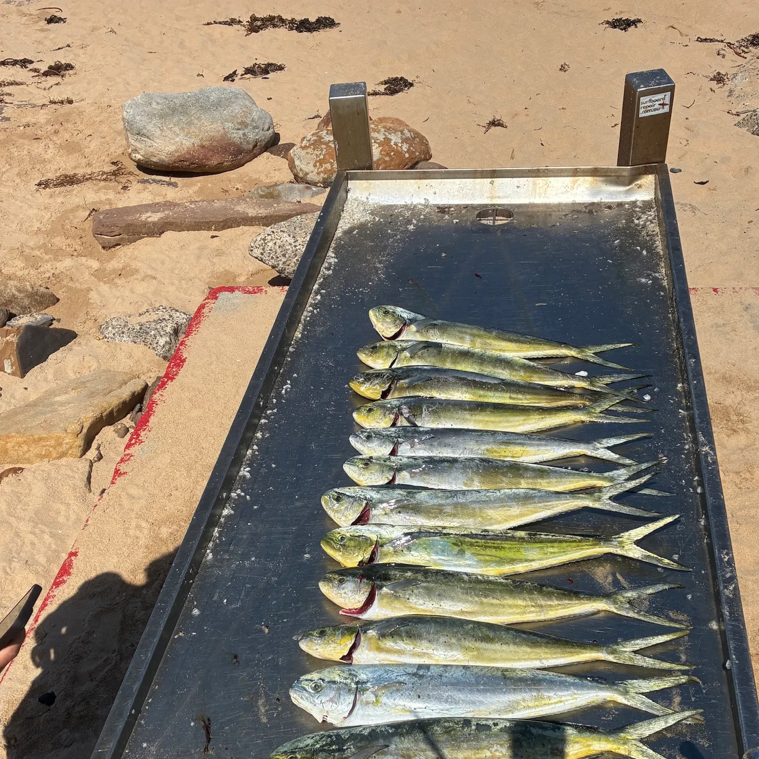 The most recent Common dolphinfish catches on Fishbrain