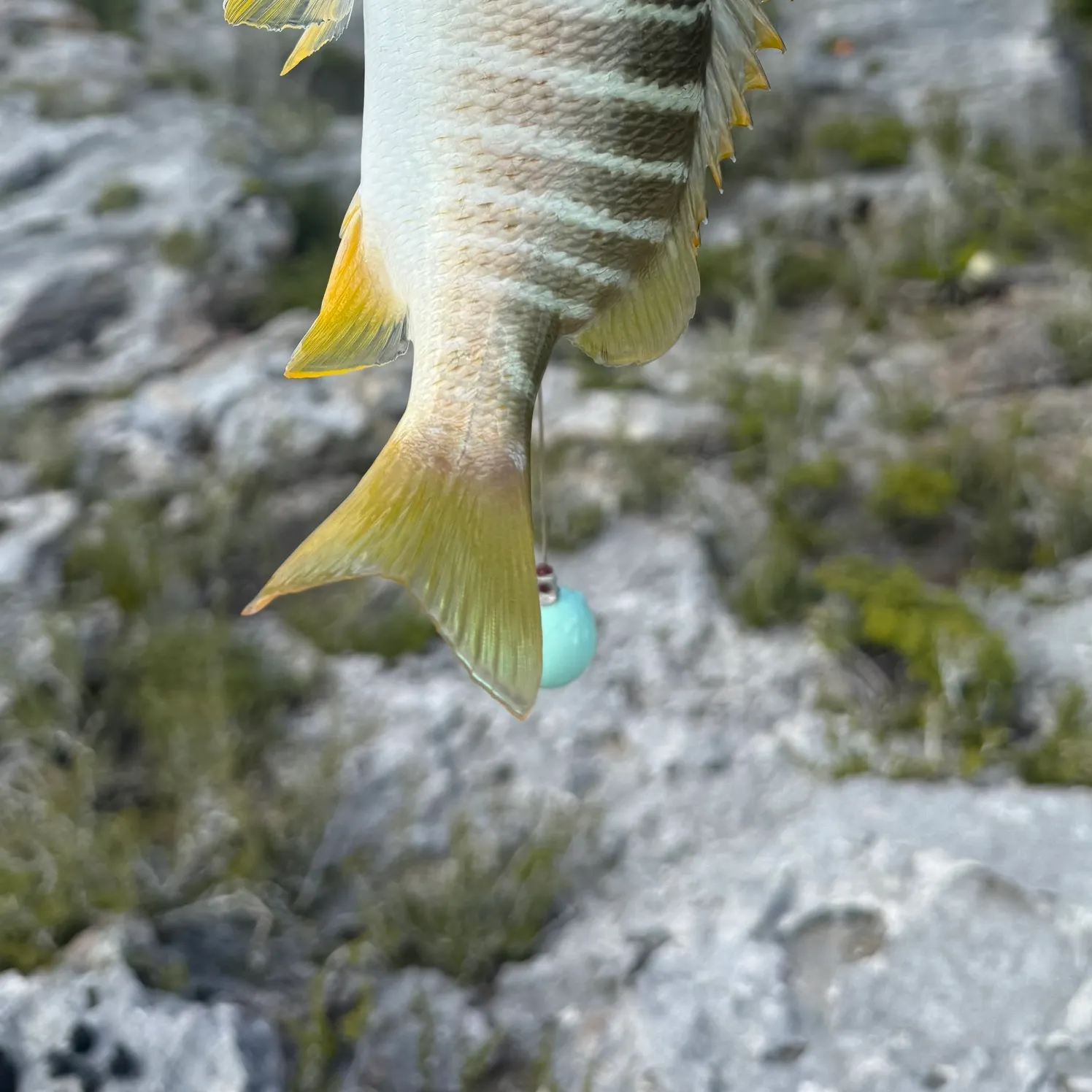 The most recent Schoolmaster snapper catches on Fishbrain