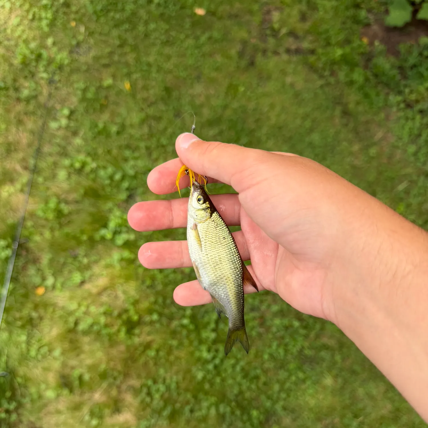 Golden shiner caught on Fishbrain