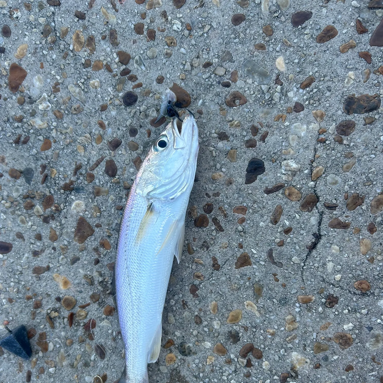 The most recent Sand seatrout catches on Fishbrain