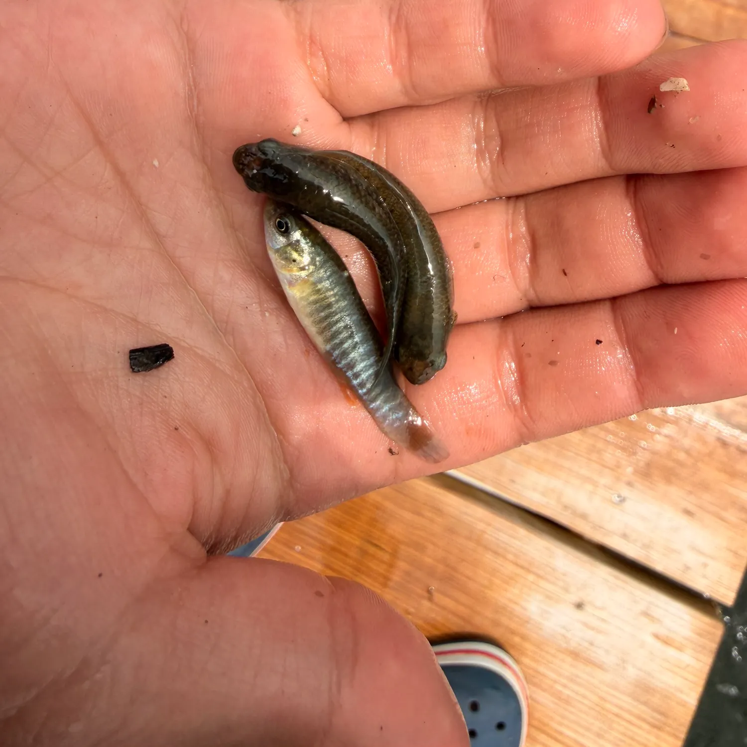 The most recent Banded killifish catches on Fishbrain