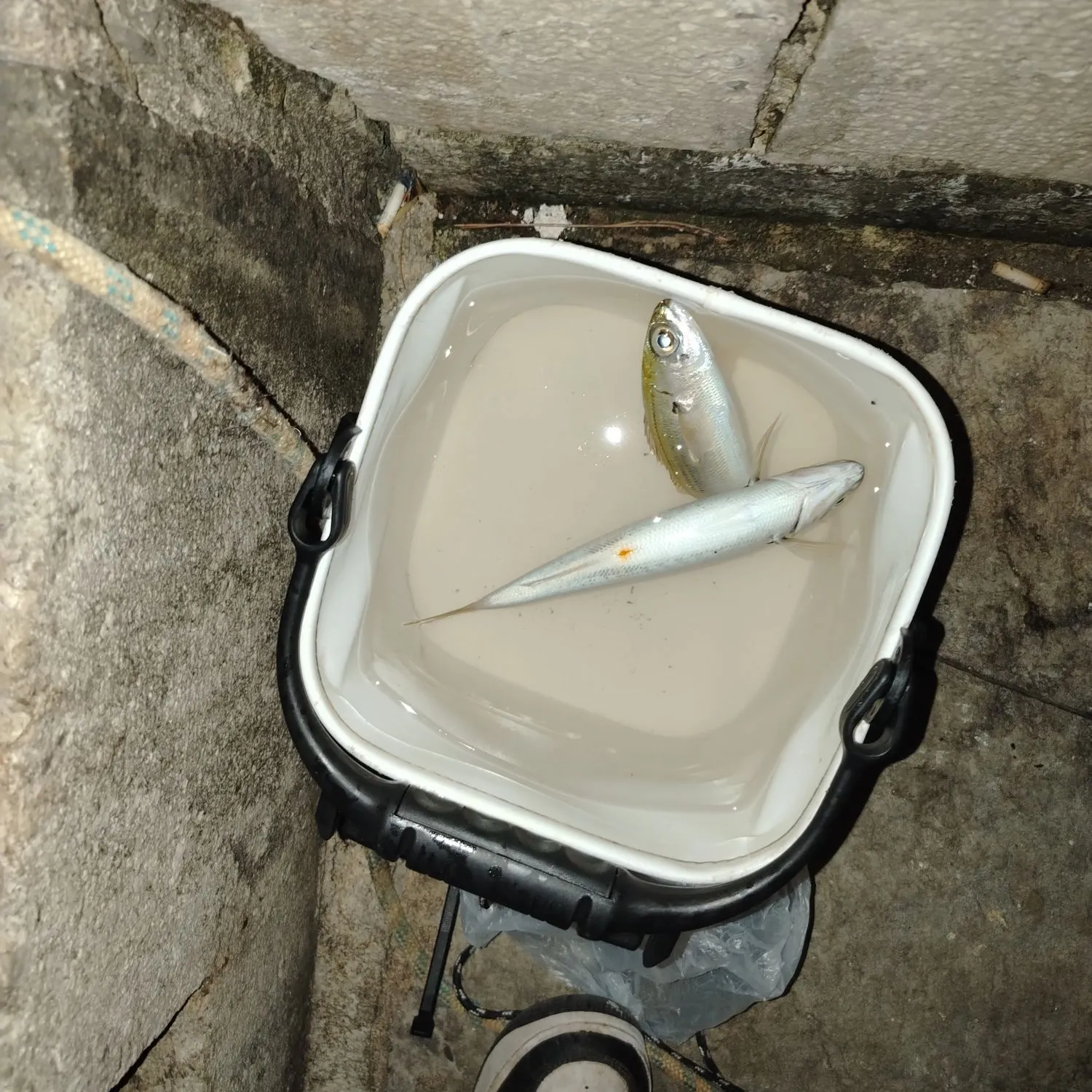 The most recent Bogue catches on Fishbrain