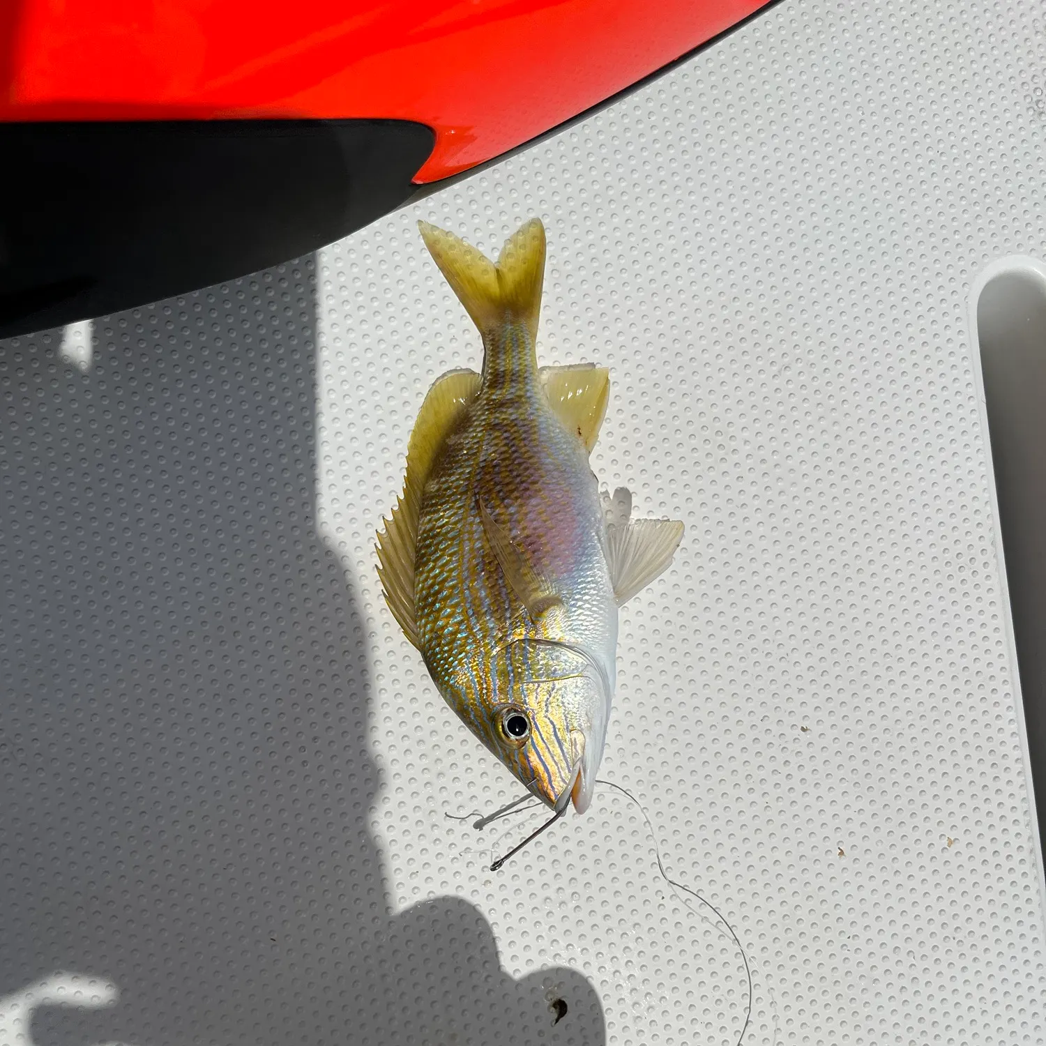 The most recent Dog Snapper catches on Fishbrain
