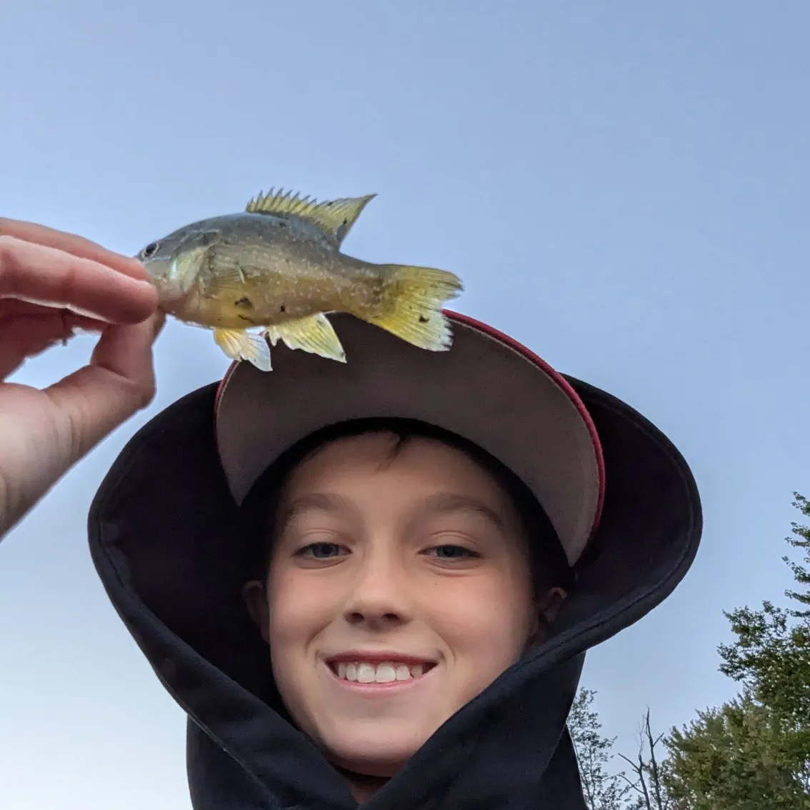 Green sunfish caught on Fishbrain