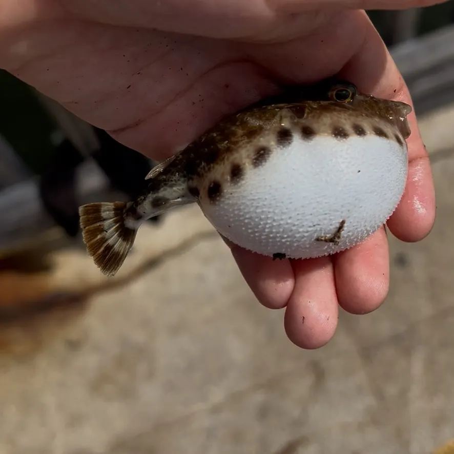 The most recent Bandtail puffer catches on Fishbrain