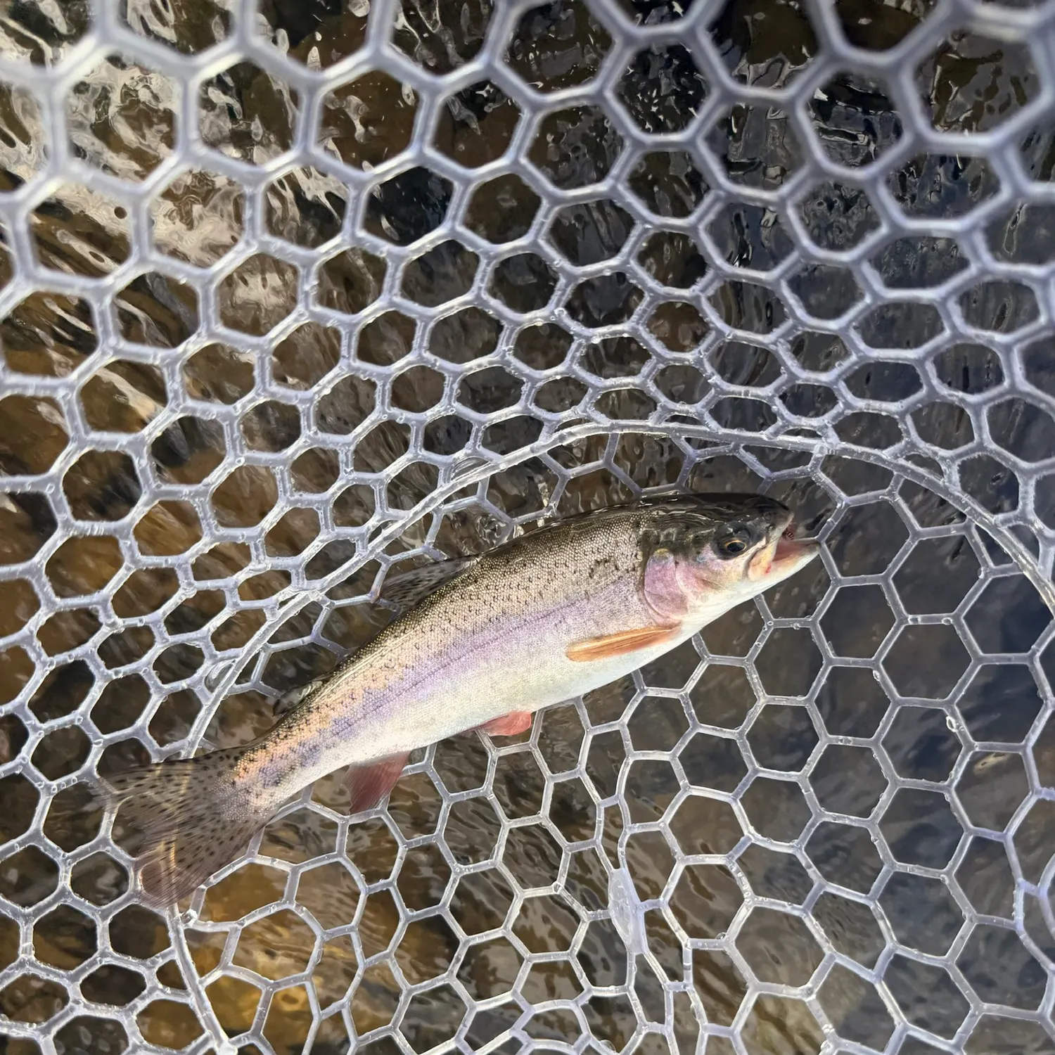 Rainbow trout caught on Fishbrain