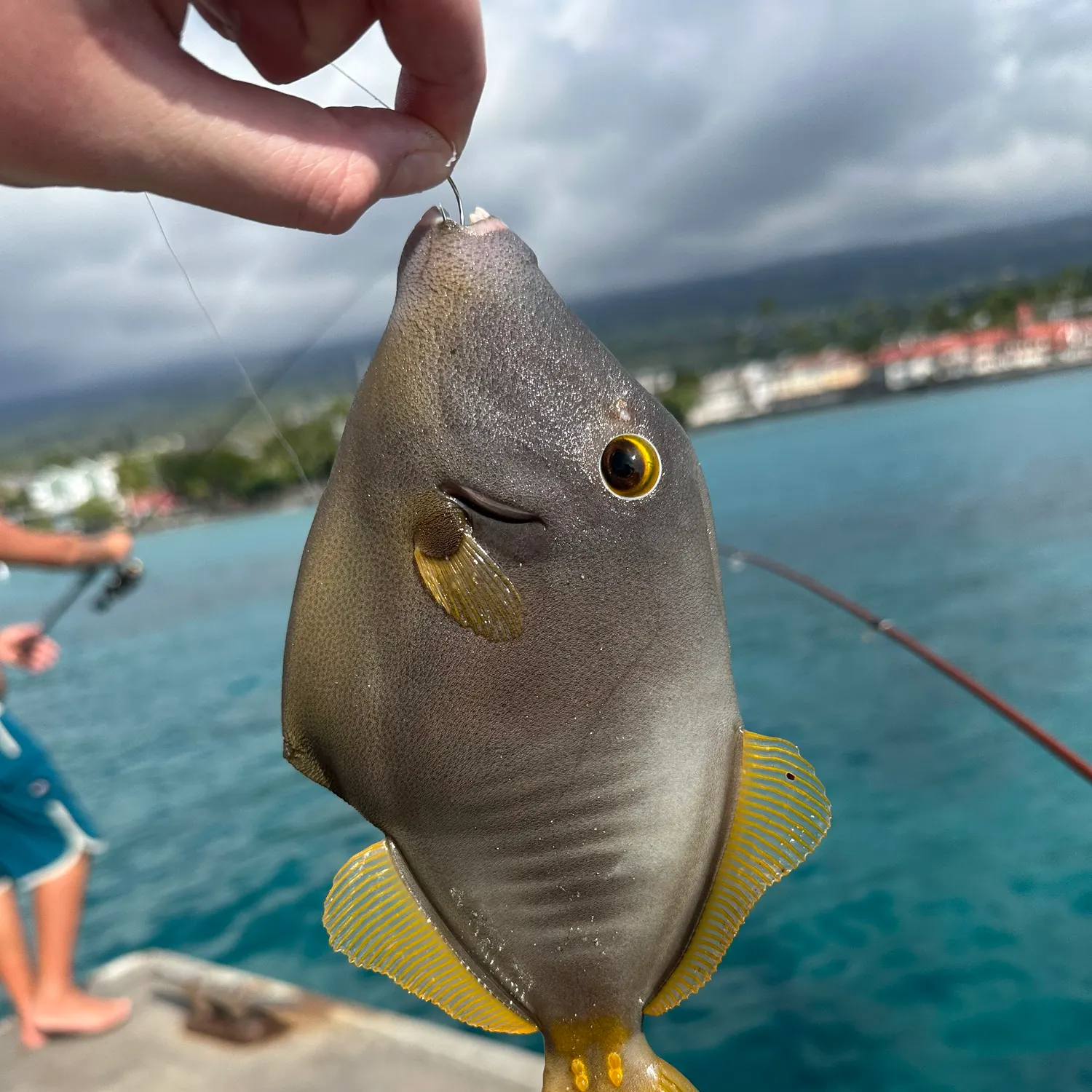 The most recent Whitespotted filefish catches on Fishbrain