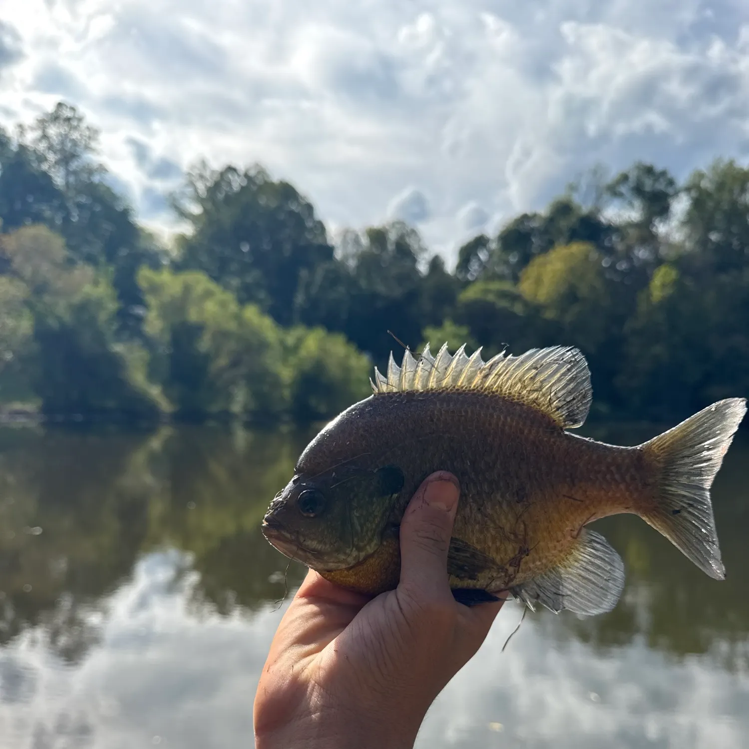 Bluegill caught on Fishbrain