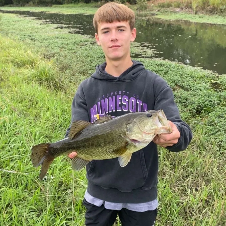 Largemouth bass caught on Fishbrain