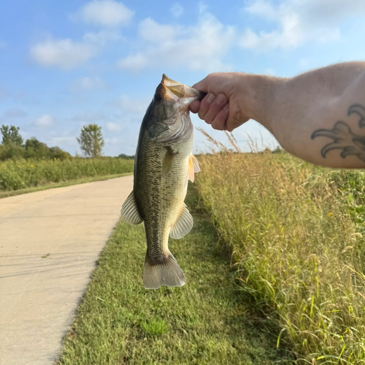Largemouth bass caught on Fishbrain