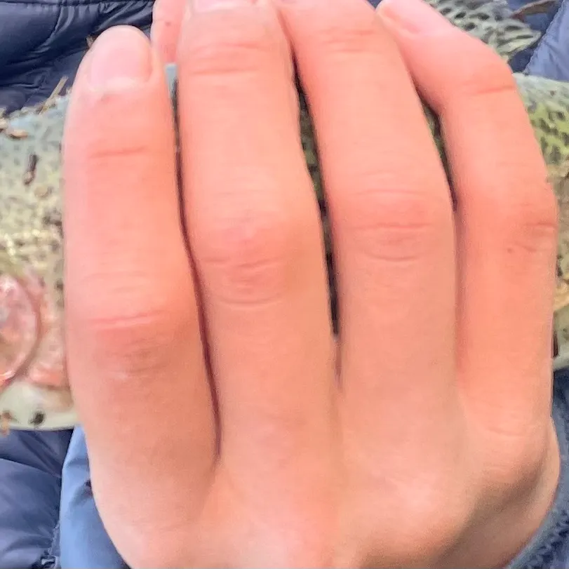 Rainbow trout caught on Fishbrain