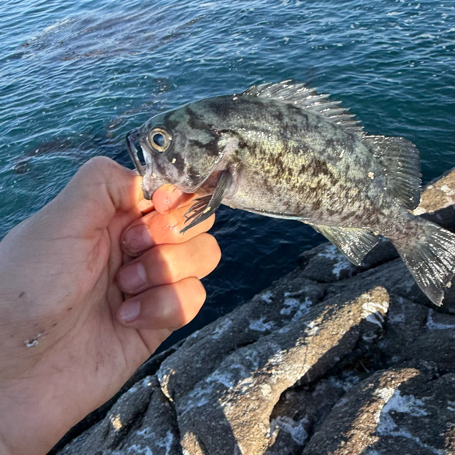 Blue rockfish caught on Fishbrain